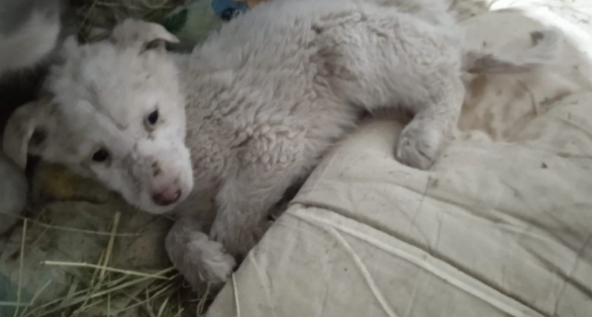 «Невероятная жестокость»: в одном из приютов Коми массово гибнут собаки