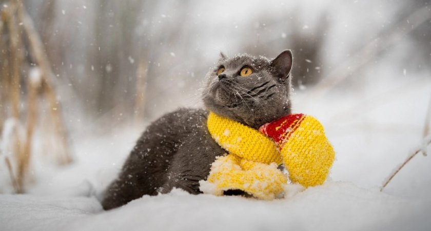 “Тепло не по сезону”: какая погода придет в Коми под конец января?