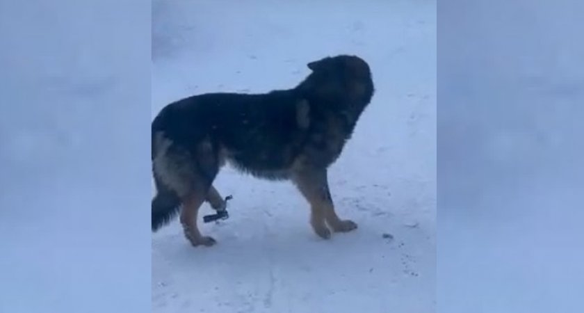 Волонтеры несколько дней искали пострадавшего от капкана пса в ухтинском поселке