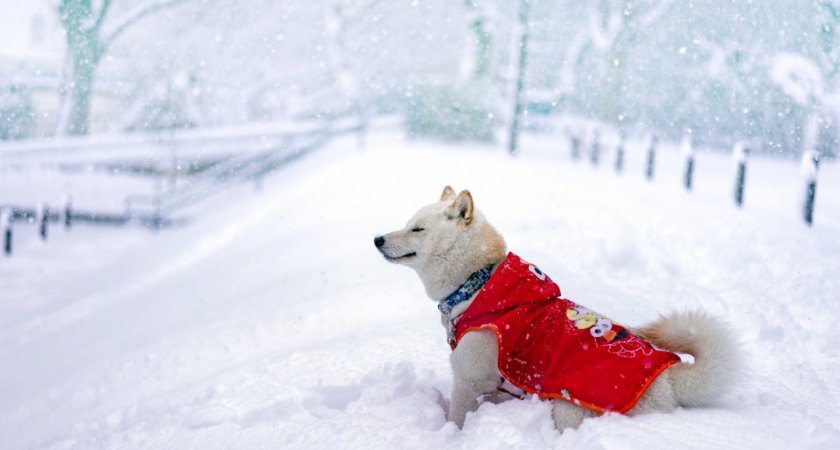 “Одеваемся теплее”: какой погоды ждать в Ухте во вторник?
