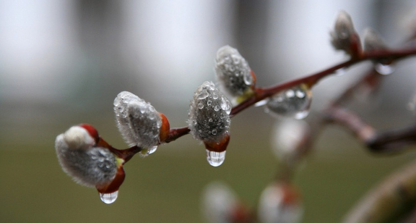 “Весна разбушевалась”: чем удивит погода ухтинцев в понедельник?