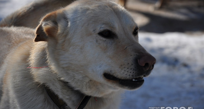 Юная ухтинка, покусанная бродячей собакой, получит от администрации 350 тысяч рублей