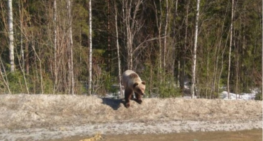 Минприроды взывает к благоразумию жителей Ухты для спасения медведя с трассы