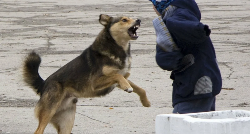 В Ухте агрессивные собаки нападают на детей