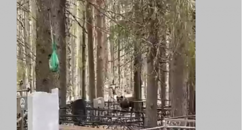В Коми на кладбище заметили гуляющего медведя