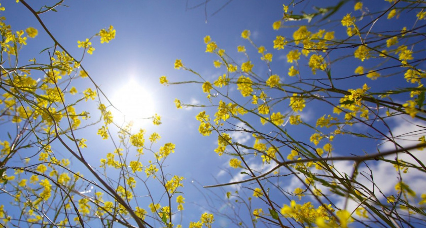 Чего ожидать от погоды в последнюю апрельскую неделю в Ухте