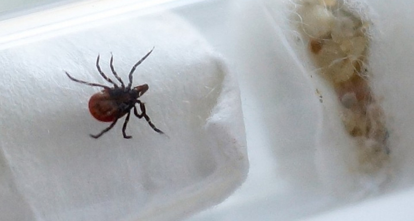 Специалисты обнаружили запах, отпугивающий клещей