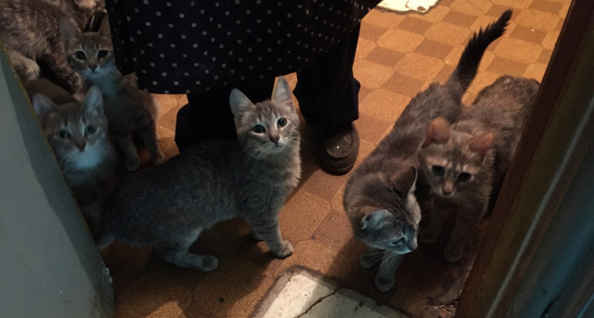 Жители Коми не могут нормально жить из-за соседки с 20-ю кошками