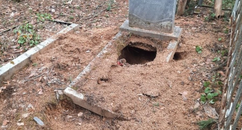 На кладбище в Коми медведь разрыл могилу