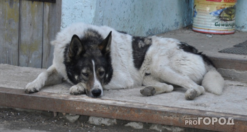 В Коми женщина сходила в гости и "заработала" из-за пса подруги 300 тысяч рублей