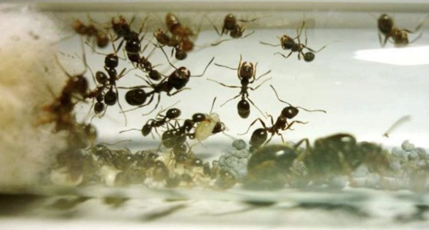 Простейшая смесь без химикатов: дачник рассказали, как избавиться от муравьев