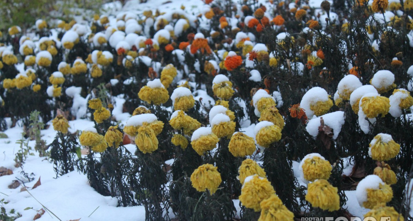Как защитить посадки: вихрь со стороны Каспия принесет в Ухту снег