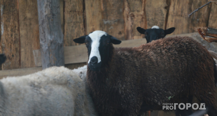 В Коми ввели карантин: ухтинский эксперт дал комментарий