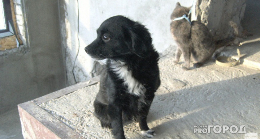 В России одобрили закон о штрафах за выброшенных питомцев и укусы животных