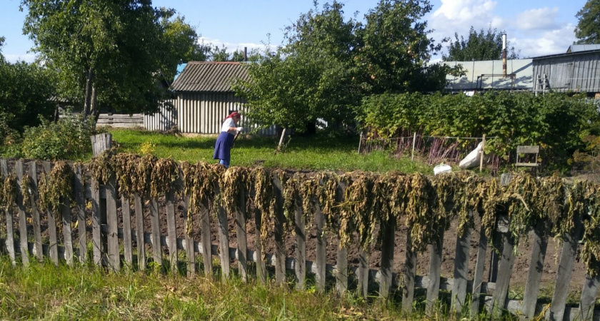 Это лето запомнится надолго: синоптики предупредили о климатических аномалиях