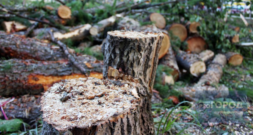 "Компенсируется восстановлением лесов": в Коми стали вырубать меньше леса