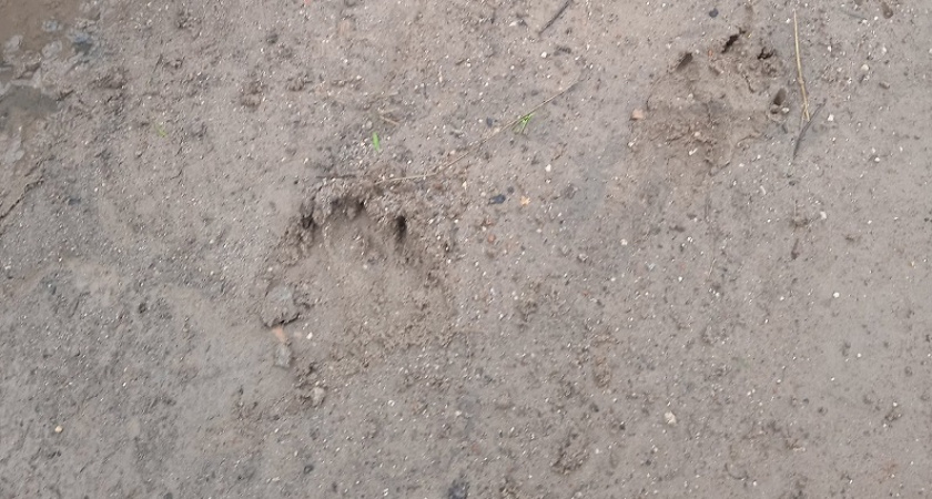 В Коми на дачах волк хотел полакомиться собакой