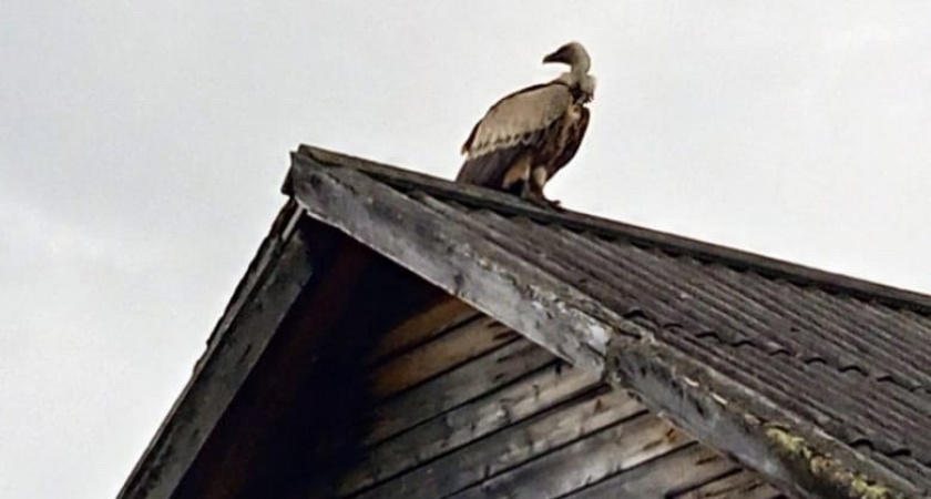 "Экзотический гость": в Коми вернулся гриф из Средней Азии