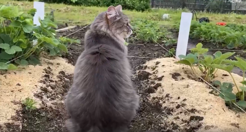 В Коми приняли на работу кота