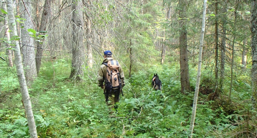 Подозрительные "сборщики грибов" обнаружены в Ухте и столице Коми