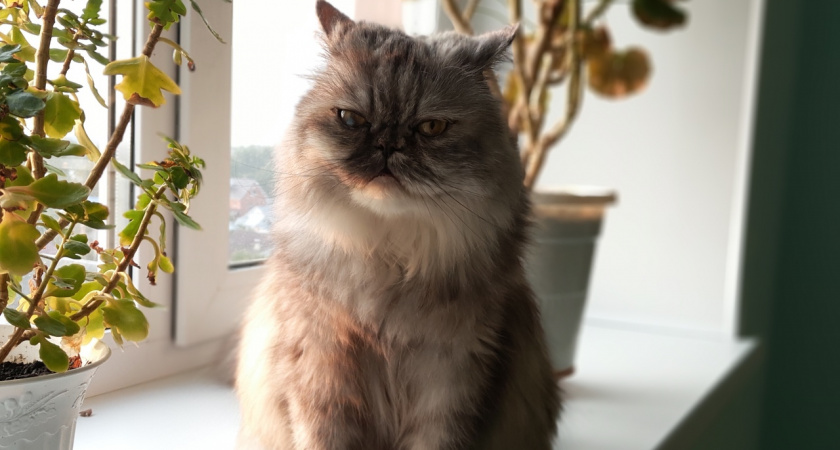 Кошка не погуляет сама по себе: в Госдуме запретили самовыгул собак и кошек