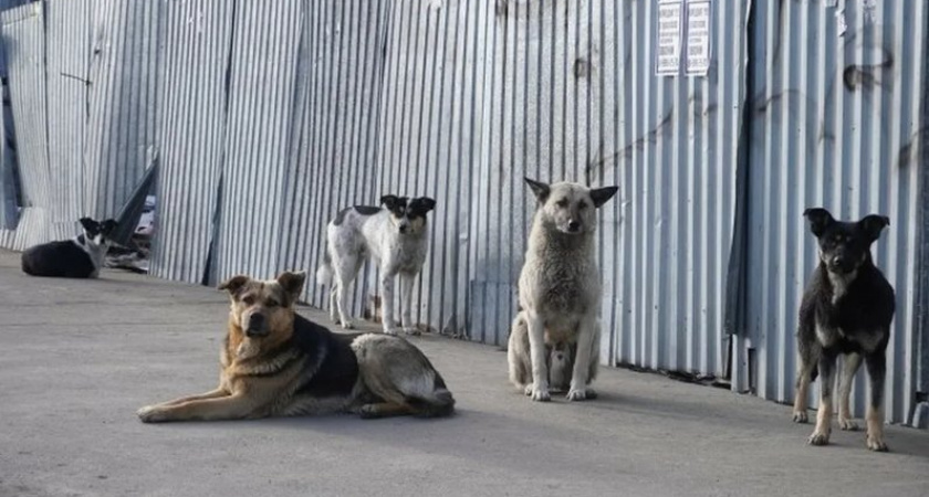 В Сосногорске оказалась самая дорогая в округе служба по отлову собак