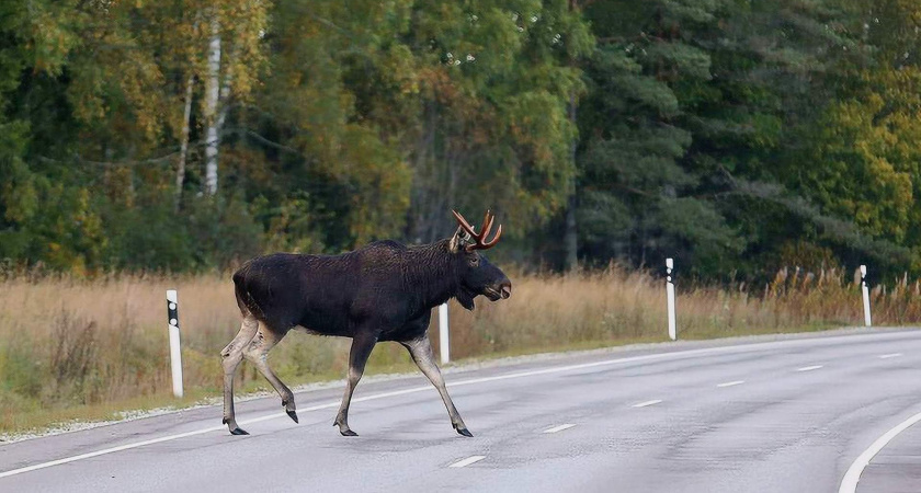В Коми охотникам разрешили добывать еще больше лосей и медведей