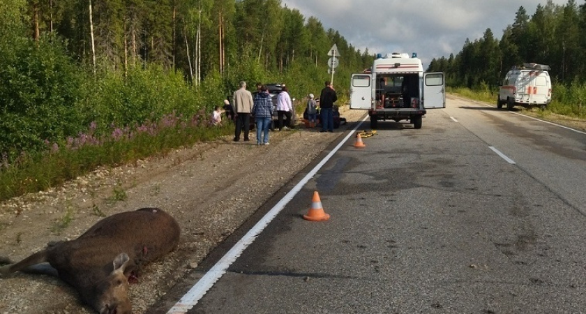 Под Сосногорском насмерть сбили лося. Водитель тоже пострадал