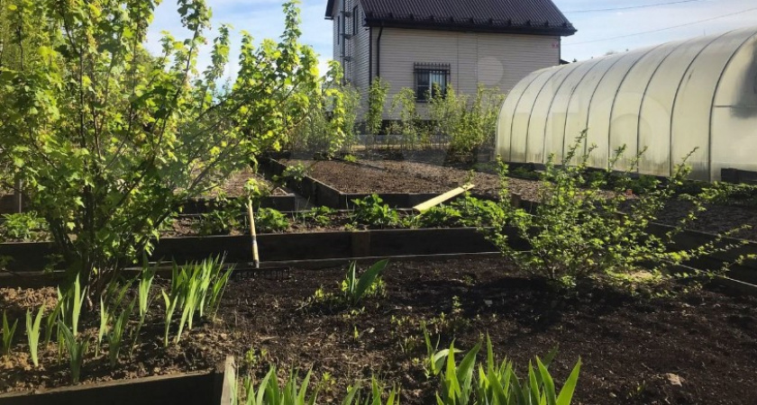 Кладезь здоровья: названа самая полезная зелень, укрепляющая кости, нормализующая давление