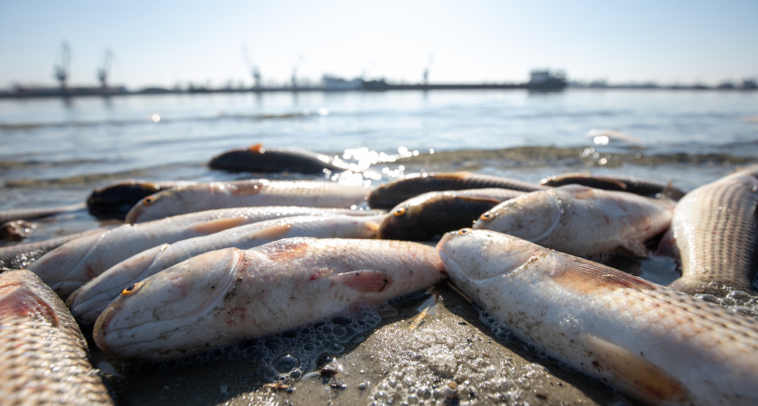 Из-за сильной жары в Коми гибнет ценная рыба