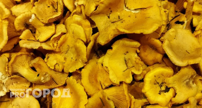 Эксперт посоветовал жителям Ухты не отказываться от природных афродизиаков: лисичек и белых грибов