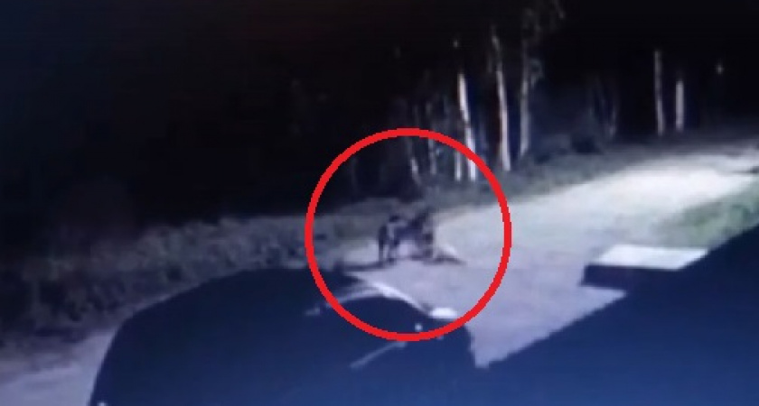В Коми волки задрали собаку. Инцидент запечатлела камера видеонаблюдения