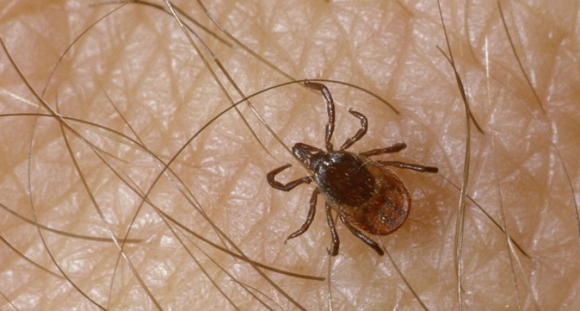 Ученые выяснили, какая группа крови для клещей самая привлекательная