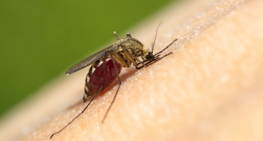 Людей с этой группой крови чаще всего кусают комары