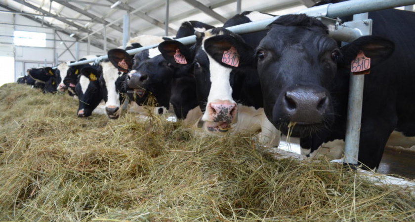 В Коми планируют полностью обеспечить производство собственного мяса, молока и картофеля 