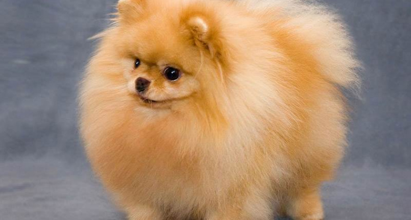 В Коми женщина лишилась денежных средств при покупке шпица