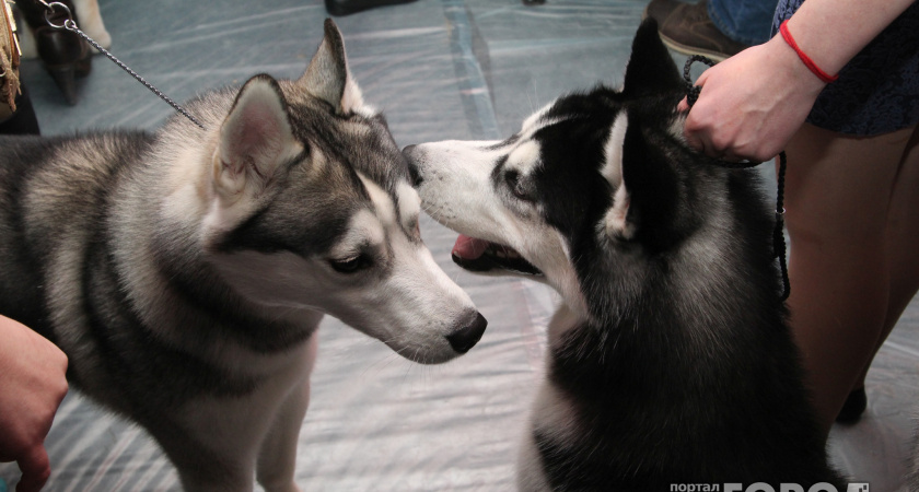 МинсельхозКоми обращает внимание на требования законодательства в области обращения с животными