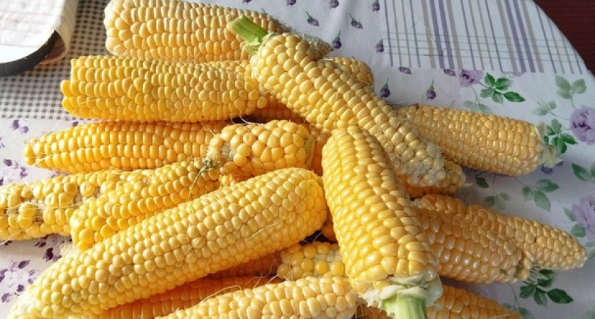 В Коми дачница вырастила кукурузу на своем участке