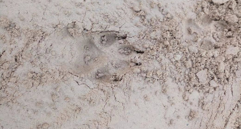 "Пытаются таскать собак": жителям Коми приходится прогонять волков