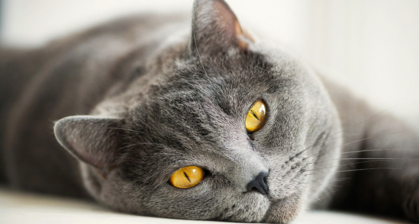 Погубите здоровье: какие крупы нельзя кошкам