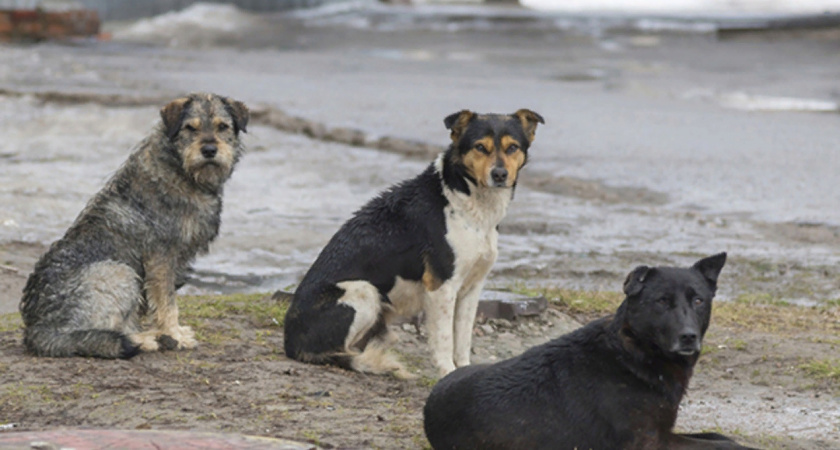 Администрация Ухты заплатит компенсацию за нападение собаки