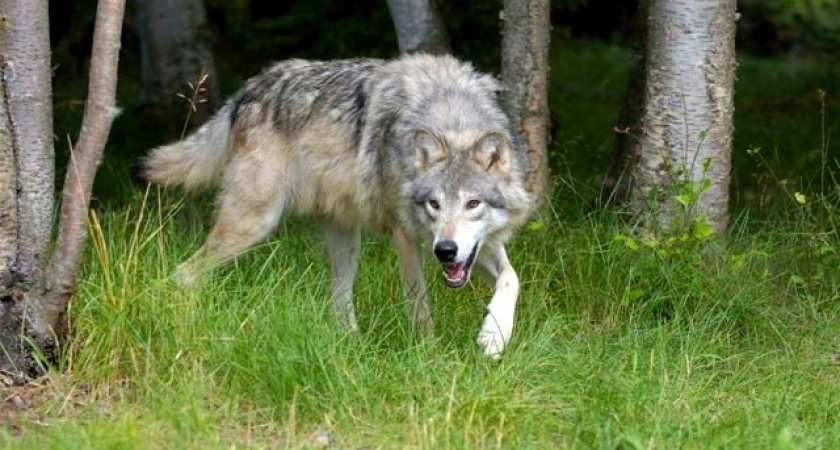  «Волчий беспредел»: в Коми волки утащили у фермера и съели 10 бычков