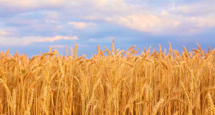 Российскую пшеницу признали лучшей в мире второй год подряд