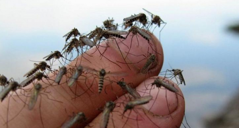 Эти люди становятся жертвой комаров: врач назвала самую «вкусную» группу крови