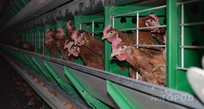 В России производители куриного мяса начали снижать цены