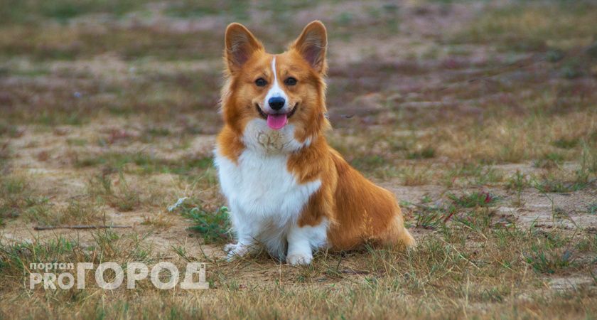 Жительница Коми стала жертвой мошенников, желая приобрести щенка