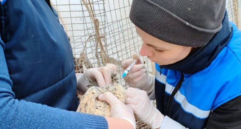 В Ухте завершили вынужденную вакцинацию птиц против гриппа в угрожаемой зоне
