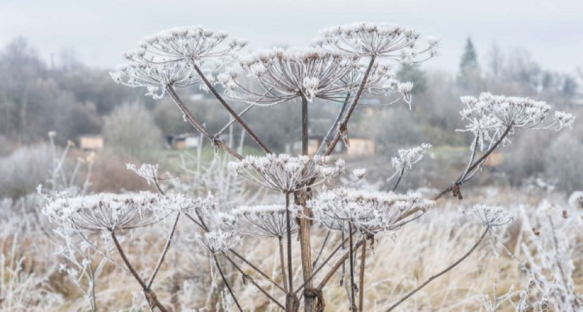 Ученые из Коми нашли применение борщевику в космосе