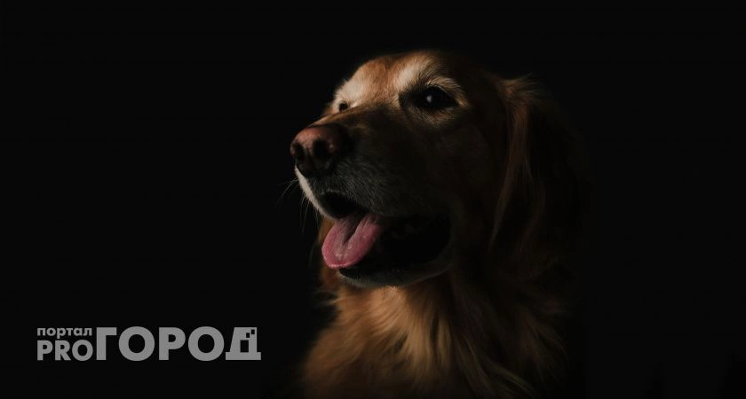 Фото к статье: В Коми намерены ужесточить требования к домашним животным