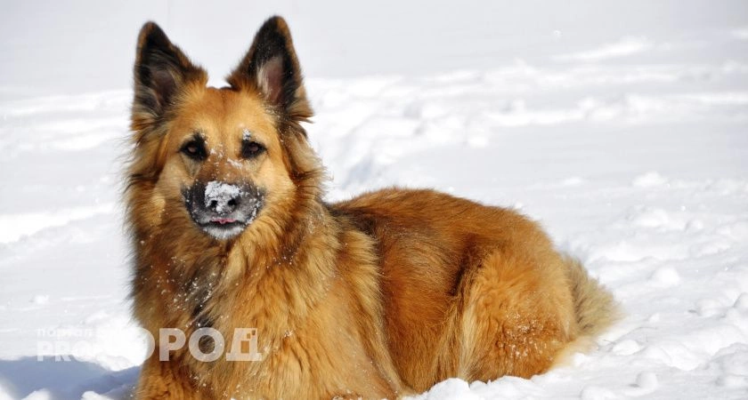 Фото к статье: В Ухте бродячие собаки напали на девочку